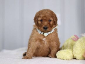 Alex at Cumberland Kennels, LLC
