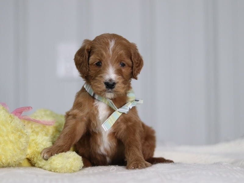 Alfa, a F1b-Irishdoodle puppy in Kentucky.