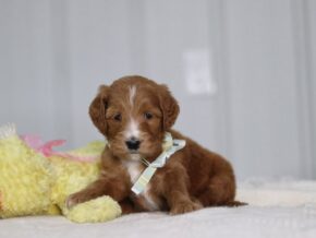 Alfa at Cumberland Kennels, LLC