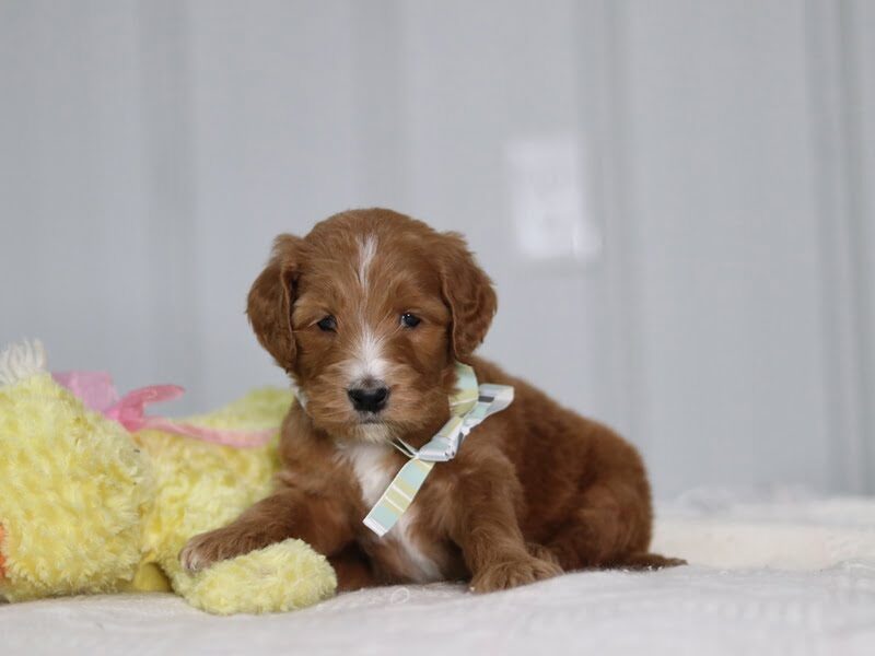 Alfa, a F1b-Irishdoodle puppy in Kentucky.