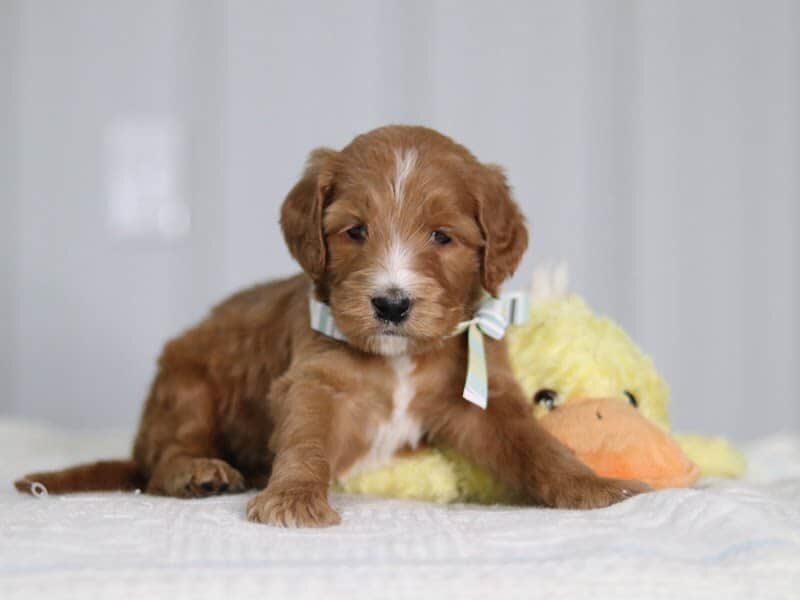 Alfa, a F1b-Irishdoodle puppy in Kentucky.
