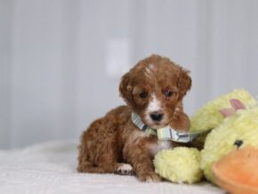 Ally at Cumberland Kennels, LLC