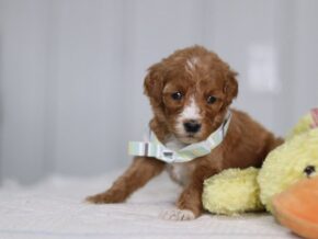 Ally at Cumberland Kennels, LLC