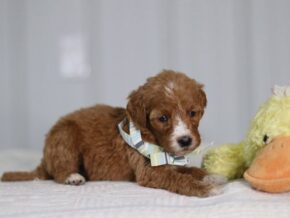 Ally at Cumberland Kennels, LLC