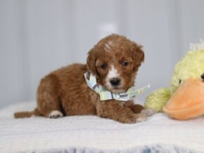 Ally at Cumberland Kennels, LLC