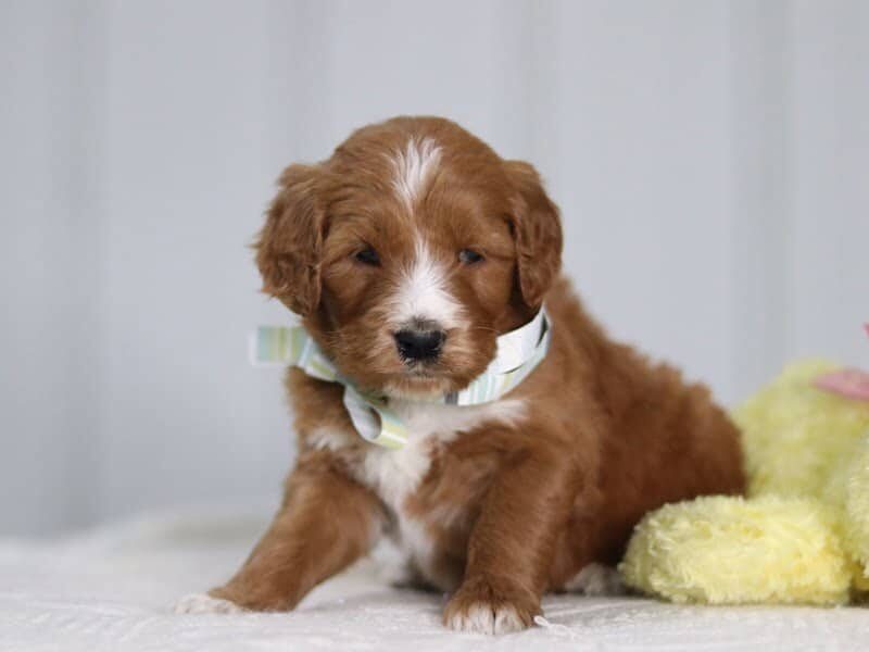 Arabella, a F1b-Irishdoodle puppy in Kentucky.