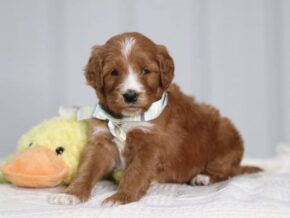 Arabella at Cumberland Kennels, LLC