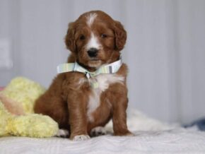 Arabella at Cumberland Kennels, LLC