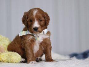 Arabella at Cumberland Kennels, LLC