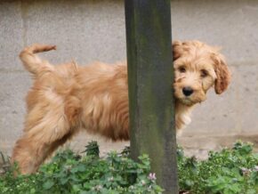 Ariae at Cumberland Kennels, LLC