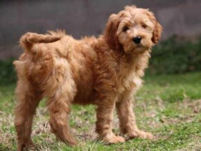 Ariae at Cumberland Kennels, LLC