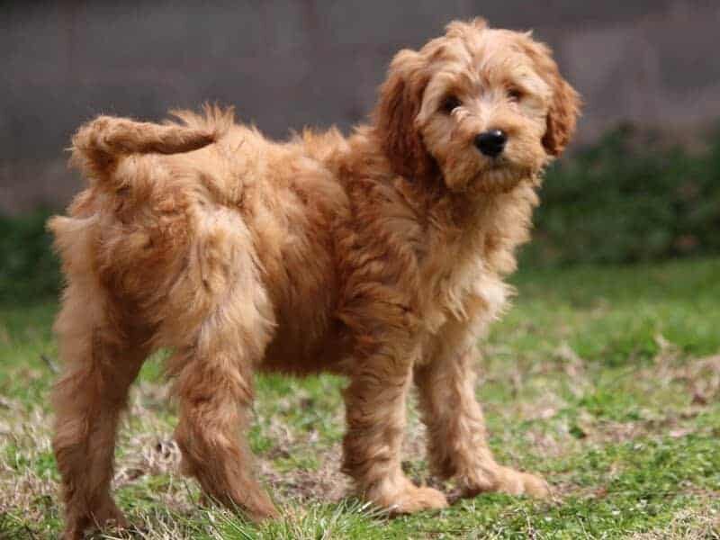 Ariae, a F1b-Irishdoodle puppy in Kentucky.