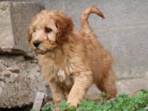 Ariae at Cumberland Kennels, LLC