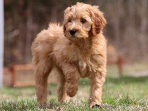Ariae at Cumberland Kennels, LLC
