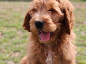 Auston at Cumberland Kennels, LLC
