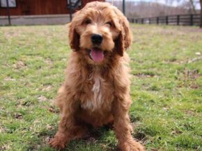 Auston at Cumberland Kennels, LLC