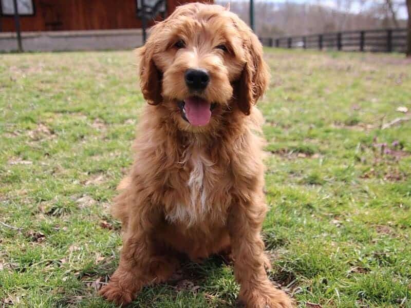 Auston, a F1b-Irishdoodle puppy in Kentucky.