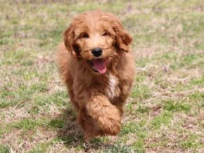 Auston at Cumberland Kennels, LLC