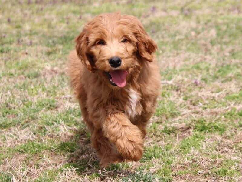 Auston, a F1b-Irishdoodle puppy in Kentucky.