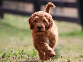 Auston at Cumberland Kennels, LLC