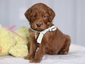 Ava at Cumberland Kennels, LLC
