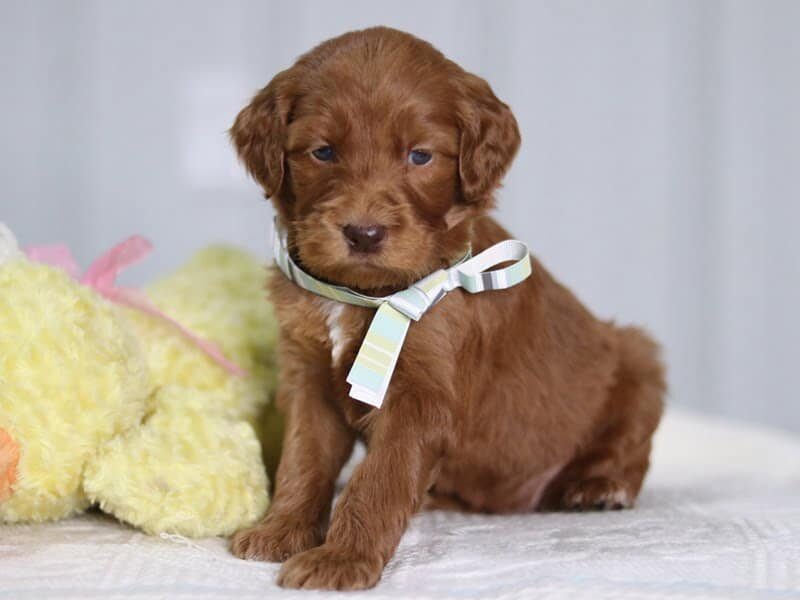 Ava, a F1b-Irishdoodle puppy in Kentucky.