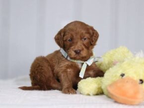 Ava at Cumberland Kennels, LLC
