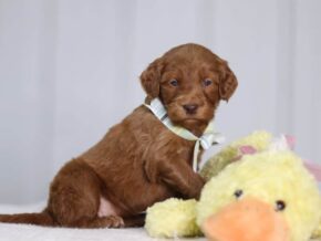 Ava at Cumberland Kennels, LLC