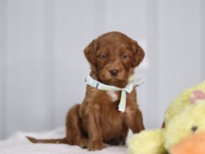Ava at Cumberland Kennels, LLC