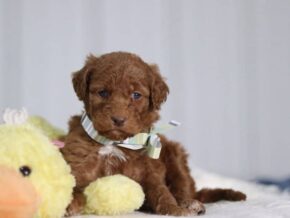 Azriel at Cumberland Kennels, LLC