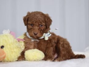 Azriel at Cumberland Kennels, LLC