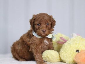 Azriel at Cumberland Kennels, LLC