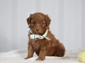 Azriel at Cumberland Kennels, LLC