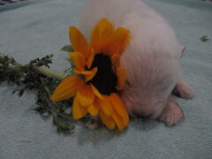 Photo2 for Sienna