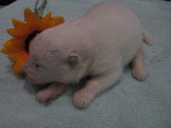 Photo1 for Sienna