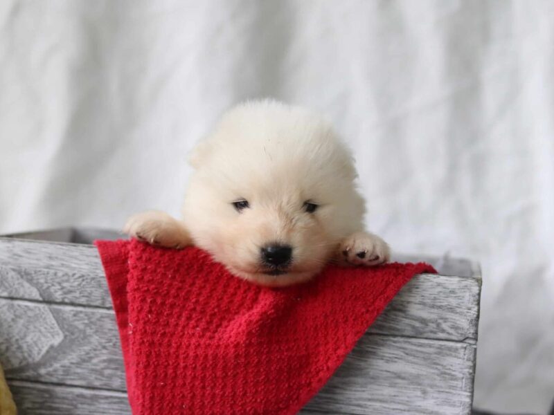 Sienna, a Samoyed puppy in Kentucky.
