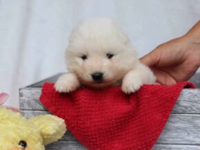 Sienna at Cumberland Kennels, LLC