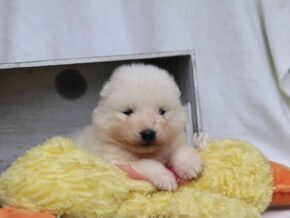 Sienna at Cumberland Kennels, LLC