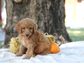 Adalyn at Cumberland Kennels, LLC