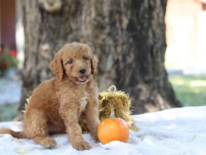 Adalyn at Cumberland Kennels, LLC