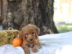 Adalyn at Cumberland Kennels, LLC