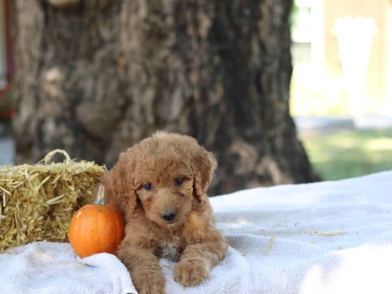 Adalyn, a apricot F1b-Irishdoodle puppy in Kentucky.