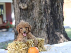 Adalyn at Cumberland Kennels, LLC