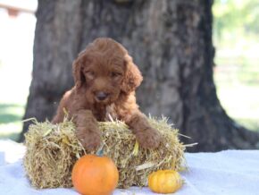 Adrian at Cumberland Kennels, LLC