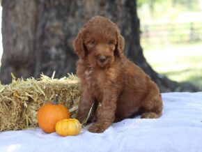 Adrian at Cumberland Kennels, LLC