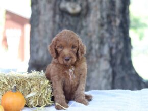 Adrian at Cumberland Kennels, LLC