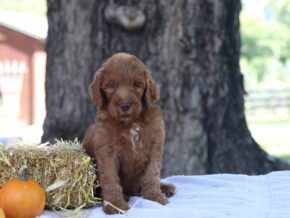Adrian at Cumberland Kennels, LLC