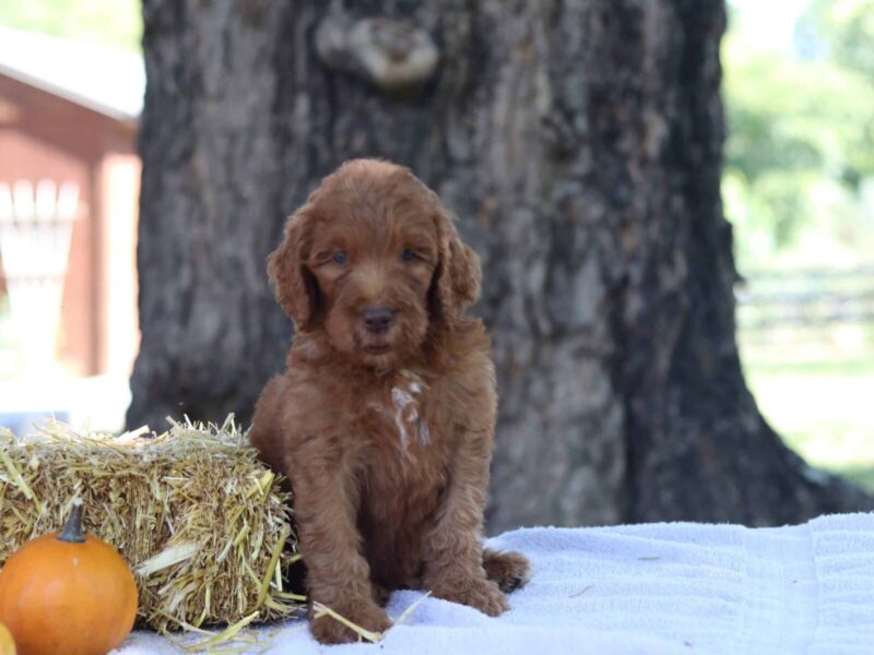 Adrian, a apricot F1b-Irishdoodle puppy in Kentucky.