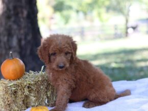 Annabelle at Cumberland Kennels, LLC