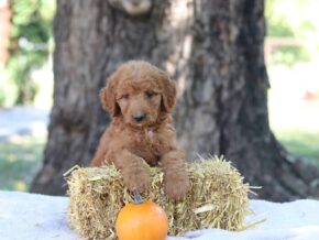 Annabelle at Cumberland Kennels, LLC